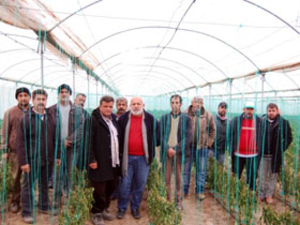 Mersin’de seraları don vurdu