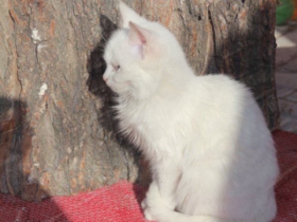 Van Kedisi Koruma Altında 