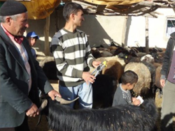 Muş'ta anaç keçi tespitlerine başlandı