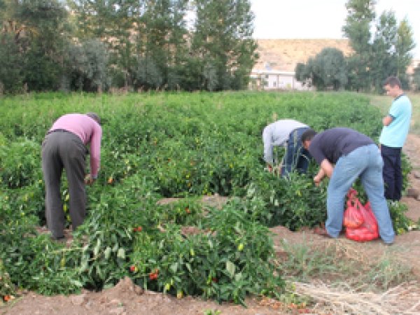 "Alacağın sebzeyi tarlada kendin topla"