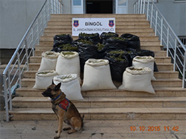Bingöl'de 241 kilogram esrar yakalandı