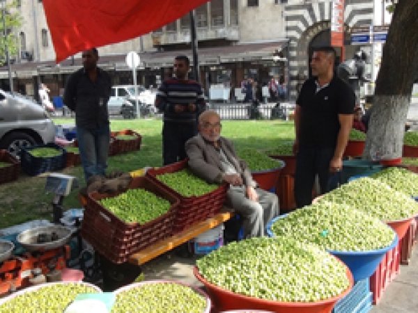 Gaziantep'te yeşil zeytin tezgâhlardaki yerini aldı