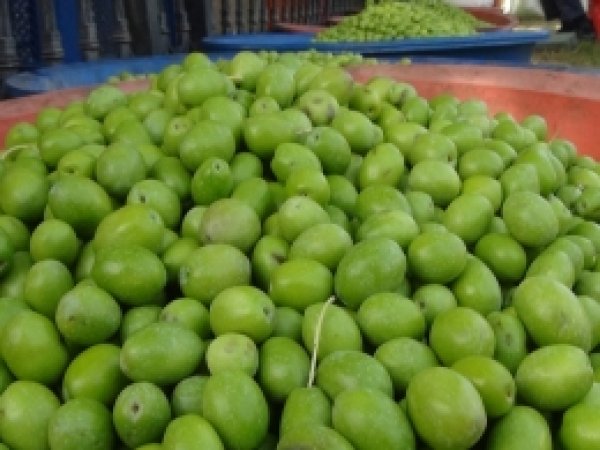 Nizipli zeytin üreticileri rekolteden memnun