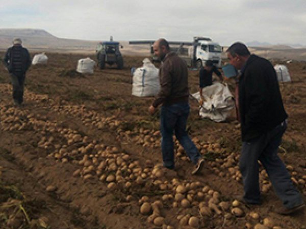 Ahlat'ta patates bereketi yaşanıyor