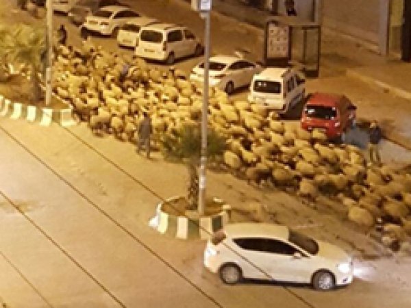 Kızıltepe çarşı merkezini koyunlar bastı