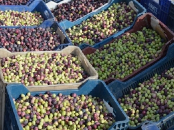 Hilvan'da zeytin hasadına başlandı