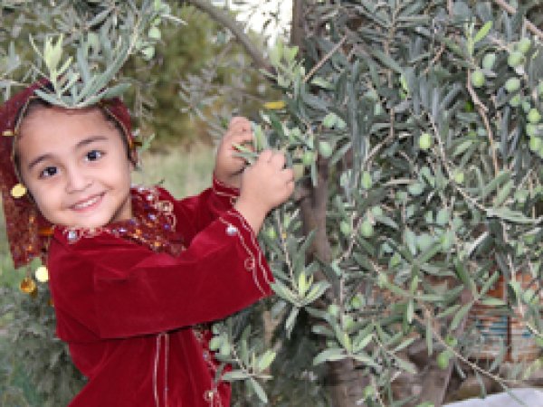 Antep'te zeytin üretiminde yüksek rekolte beklentisi