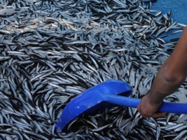 Karadeniz'de balıkçı ağları hamsiyle doldu