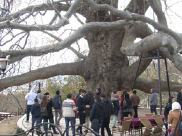 Türkiye'nin en büyük çınar ağacı 608 yaşında