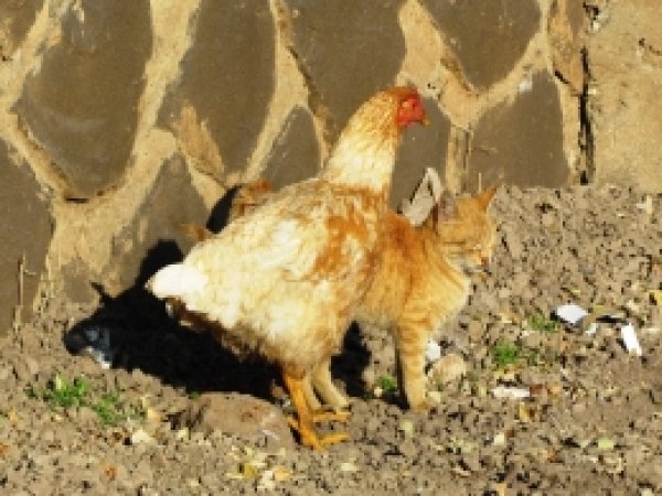 Kedi ile tavuğun dostluğu şaşırtıyor