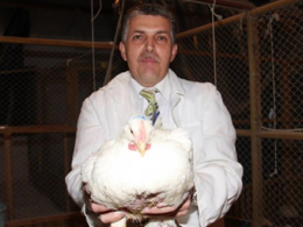 'Organik tavuk diye bir şey yok'