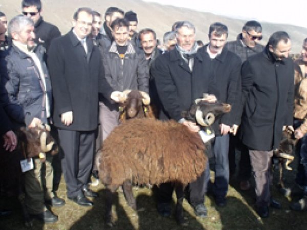 Bingöl'de hayvan yetiştiricilerine  koç dağıtıldı