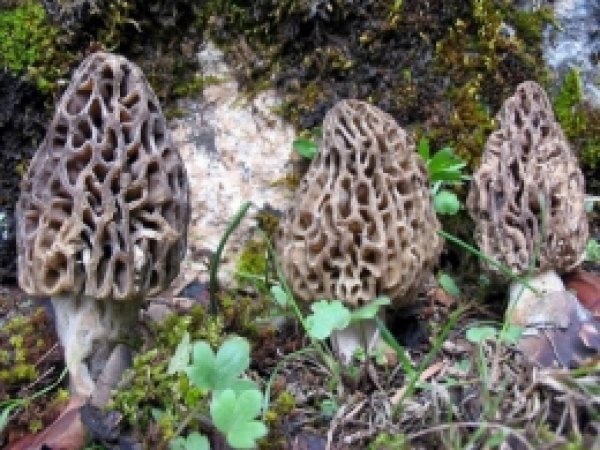 Kuzu Göbeği ve Sedir Mantarı