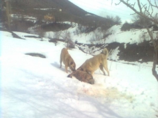 Köye inen aç kurdu köpekler parçaladı