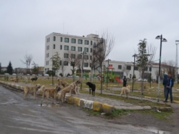 Viranşehir'de  sahipsiz köpekler tehlike saçıyor