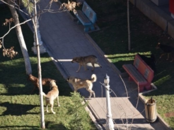 Siverek Belediyesinden sokak köpeği açıklaması