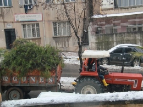 Urfa'da kar ağaçları devirdi    