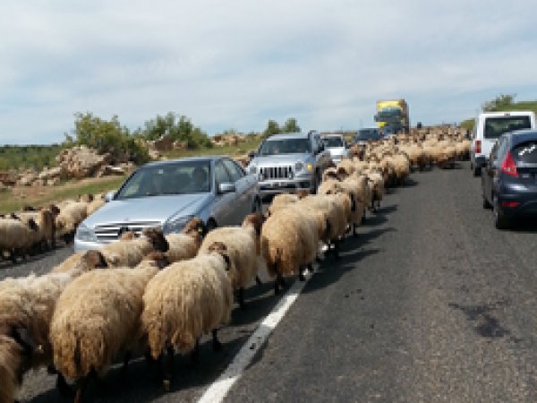 Göçerlerin yolculuğu trafiği kilitliyor