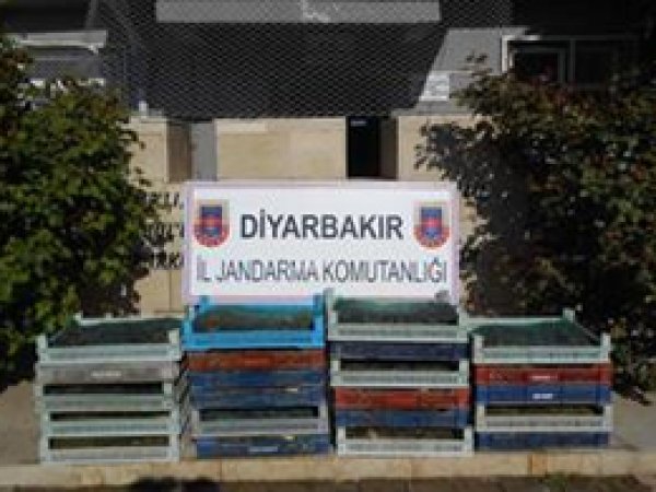 5 Kurbağa avcısına 38 bin TL ceza
