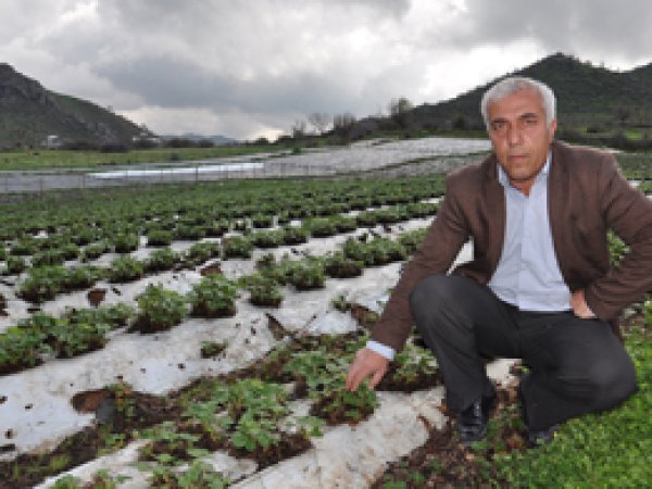 'Çileğimizi batı illerine de vermek istiyoruz'