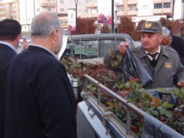 Kutlu Doğum anısına gül fidesi dağıtıldı