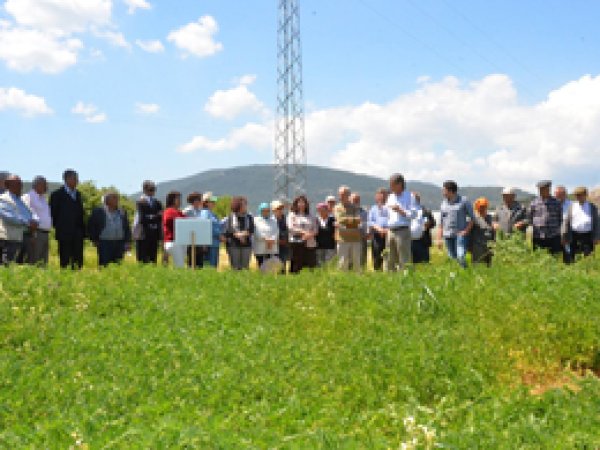 Üreticiye alternatif soğuğa dayanıklı fiğ 