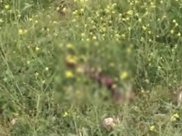 Gaziantep’te kesilmiş insan bacağı bulundu