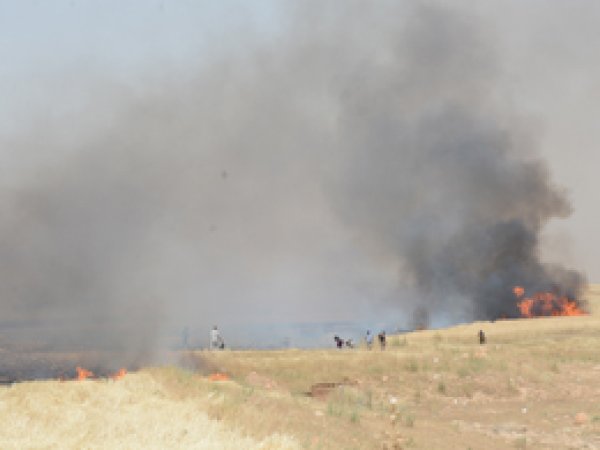 Nusaybin’de ekili tarlalar yandı