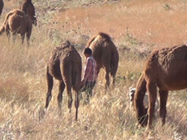 Develer Şanlıurfa’da alıcı buluyor