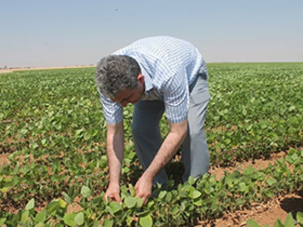 Kızıltepeli çiftçinin soya fasulyesi umudu