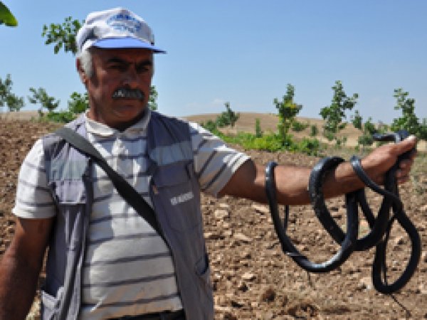 Zehirli yılanları evcilleştiriyor