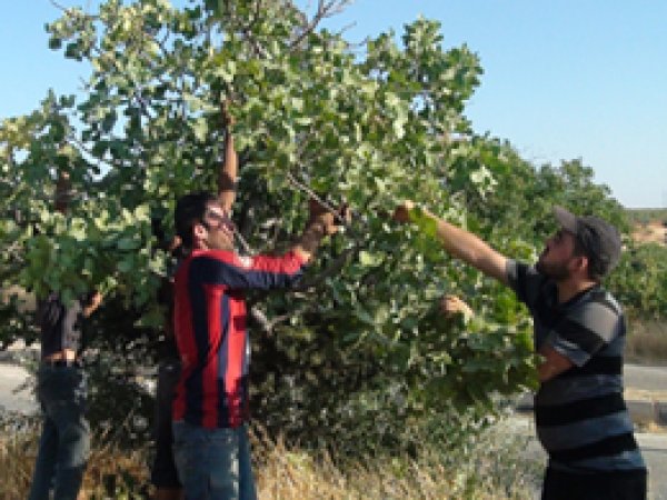 Gaziantep’te boz fıstık hasadına başlandı