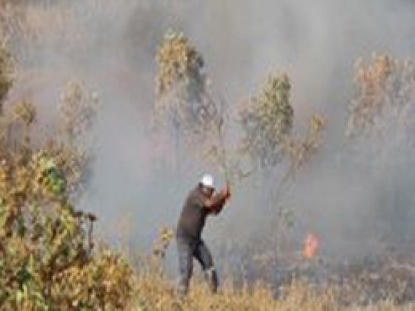 "Bingöl'deki orman yangını PKK tarafından çıkarıldı"