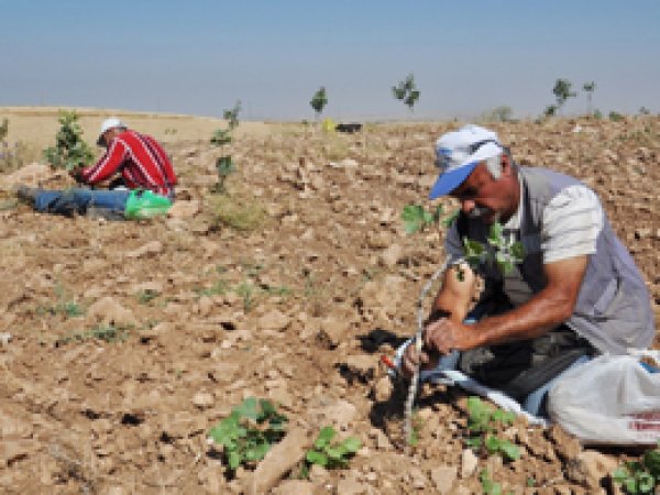 Fıstık üreticileri sulama imkânı istiyor