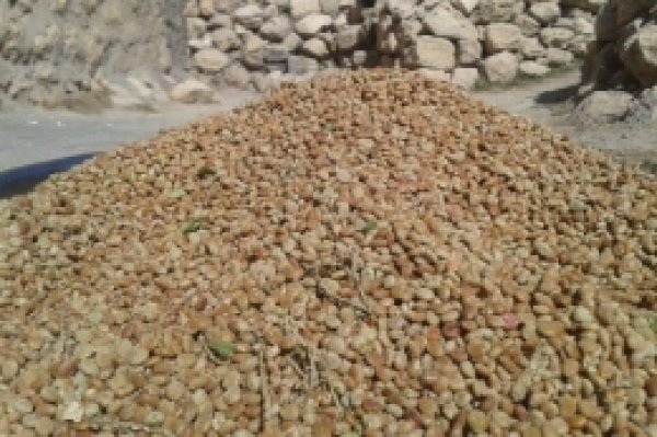 Sumak hasadı başladı
