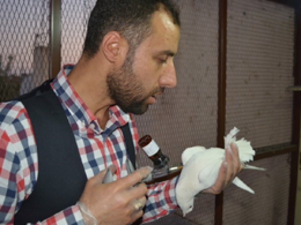 Aşı yapılmayan kanatlı hayvanlar ölüm riski taşıyor