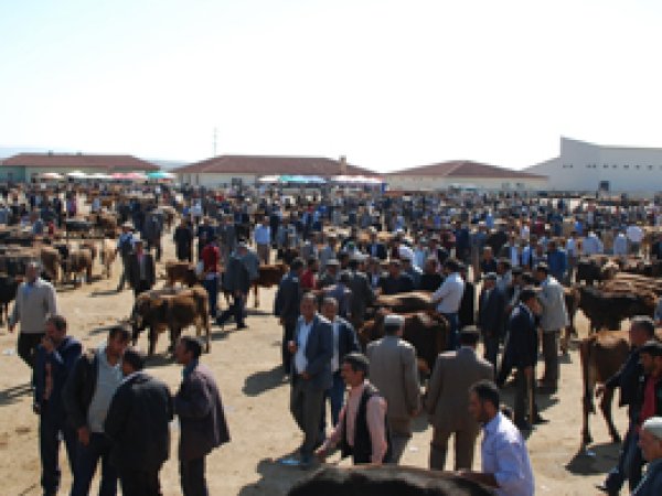 Ağrı Hayvan Borsasında Kurban Bayramı hareketliliği
