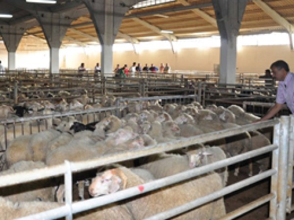 Adana'da kurbanlık fiyatları açıklandı