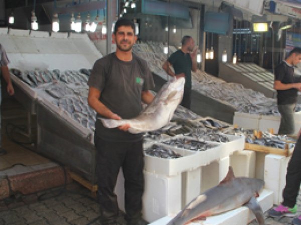 Av sezonu başladı balıkçının yüzü güldü