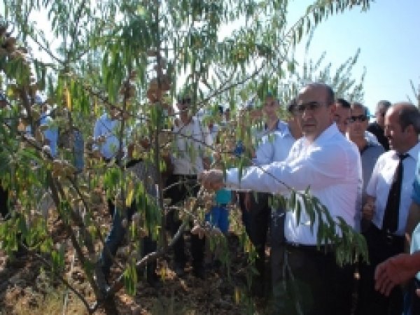 Adıyaman'da badem hasadı başladı      