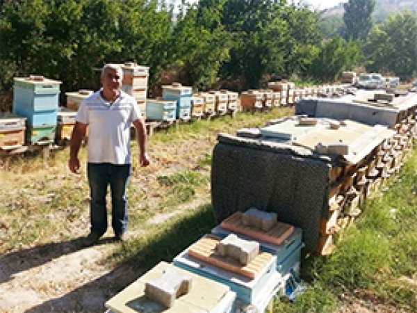 Şiddet olayları arı gezgincilerini de etkiledi