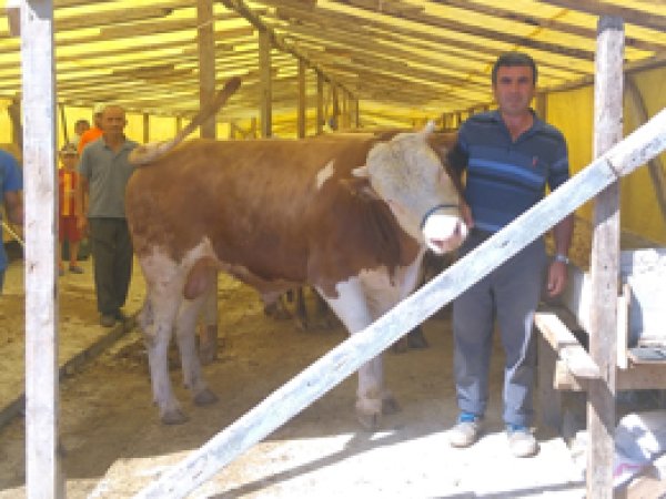 İzmit pazarına kurbanlıklar geldi