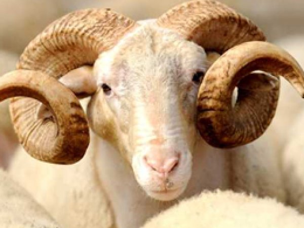 Kurbanlık seçmenin püf noktaları
