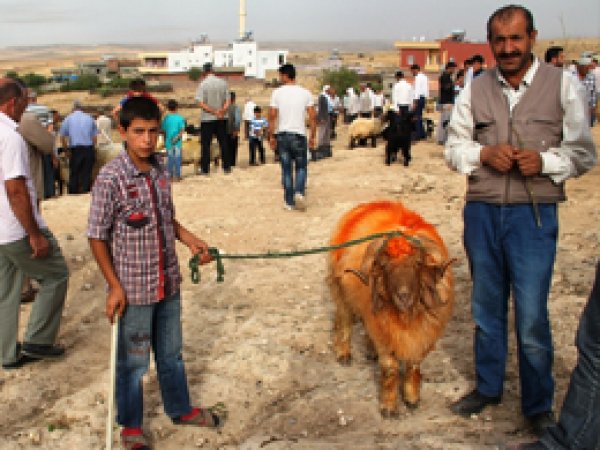 Midyat'ta kurbanlıklar alıcılarını bekliyor