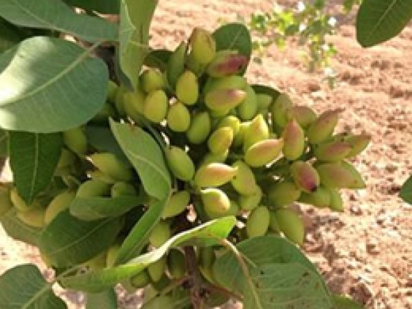 Fıstık mahsulü geçen yıllara göre 3 kat arttı