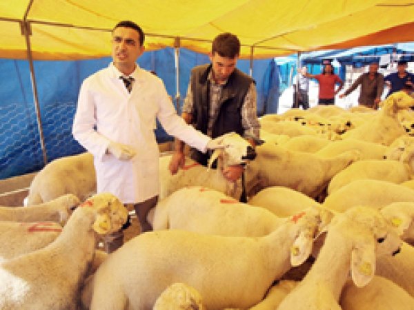 Kurban kesiminde hayvanlar strese sokulmamalı