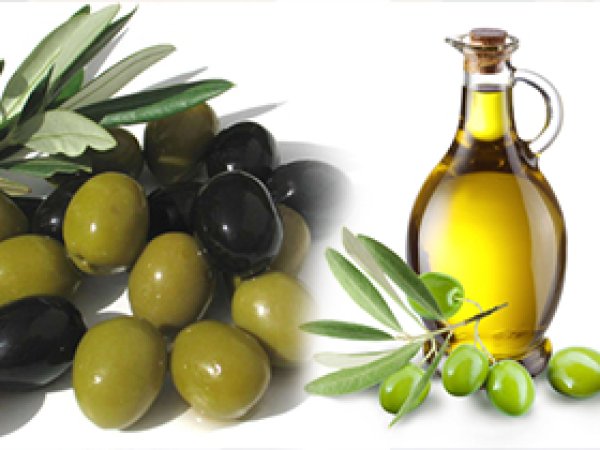 Kur'an-ı Kerim'de övülen besin: Zeytin