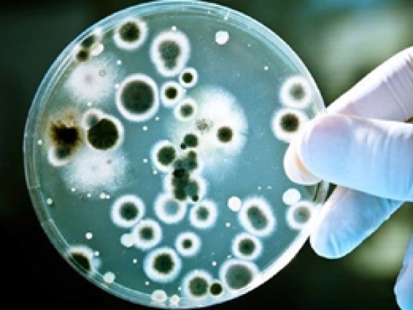 Kendi türünü yiyen 'canlı antibiyotik'