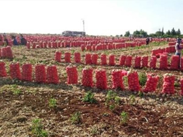 Soğanın fiyatı 20 kuruşa kadar düştü