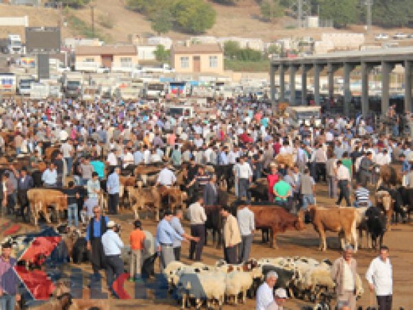 Hayvan borsasında bayram hareketliliği başladı